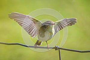 Willow warbler bird, Phylloscopus trochilus, perched