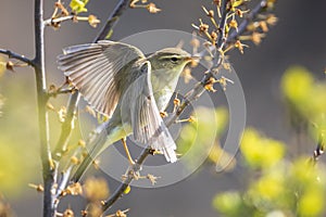 Willow warbler bird, Phylloscopus trochilus, perched