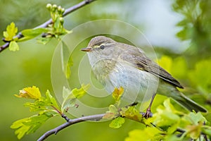 Willow warbler bird, Phylloscopus trochilus, perched