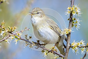 Willow warbler bird, Phylloscopus trochilus, perched
