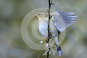 Willow warbler bird, Phylloscopus trochilus, perched