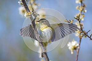 Willow warbler bird, Phylloscopus trochilus, perched