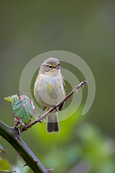 Willow warbler bird, Phylloscopus trochilus, perched