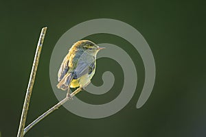 Willow warbler bird, Phylloscopus trochilus, perched