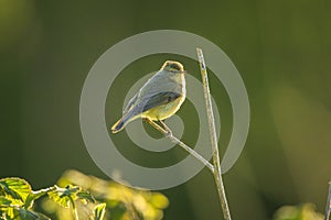 Willow warbler bird, Phylloscopus trochilus, perched