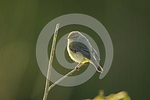 Willow warbler bird, Phylloscopus trochilus, perched