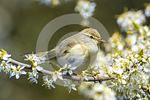 Willow warbler bird, Phylloscopus trochilus, perched
