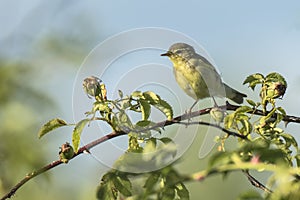 Willow warbler bird, Phylloscopus trochilus, singing