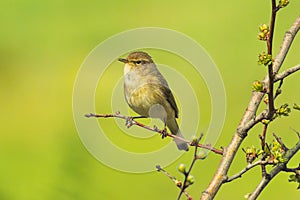 Willow warbler bird, Phylloscopus trochilus, singing