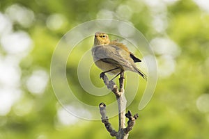 Willow warbler bird, Phylloscopus trochilus, singing