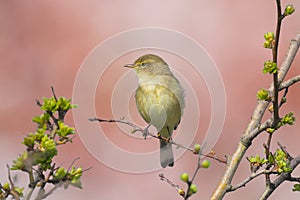 Willow warbler bird, Phylloscopus trochilus, singing