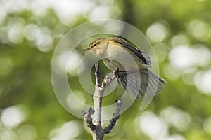 Willow warbler bird, Phylloscopus trochilus, singing