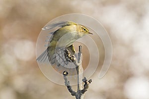 Willow warbler bird, Phylloscopus trochilus, singing