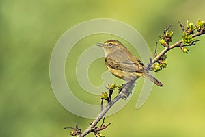 Willow warbler bird, Phylloscopus trochilus, singing