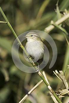 Willow Warbler on the branch / Phylloscopus trochilus