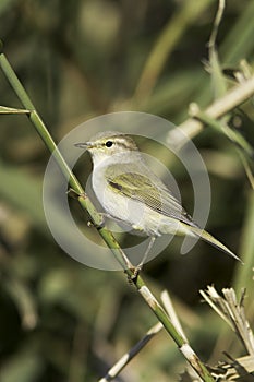 Willow Warbler on the branch / Phylloscopus trochilus