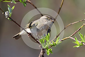 Willow Warbler close-up in the north of Russia