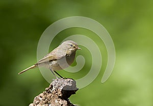 Willow Warbler, Fitis, Phylloscopus trochilus