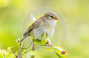 Willow warbler-fitis-Phylloscopus trochilus Ameland Netherlands