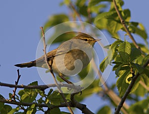 Willow Warbler male sitting on a tree branch.