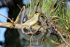 The willow warbler Phylloscopus trochilus