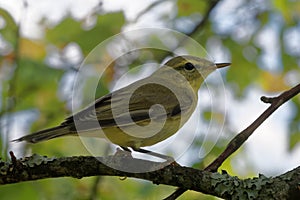 Willow warbler Phylloscopus trochilus