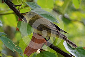 Willow warbler Phylloscopus trochilus