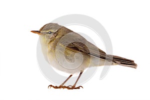 Willow Warbler Phylloscopus trochilus