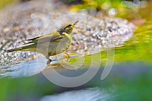 Willow Warbler, Phylloscopus trochilus