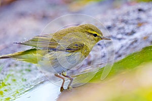 Willow Warbler, Phylloscopus trochilus