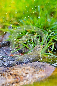 Willow Warbler, Phylloscopus trochilus