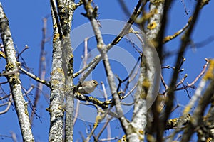 Willow warbler, Phylloscopus trochilus