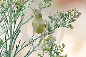 Willow warbler Phylloscopus trochilus