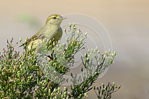 Willow warbler Phylloscopus trochilus