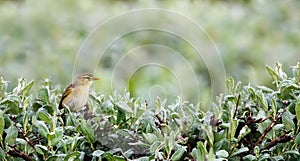 A Willow Warbler ( Phylloscopus Trochilus )