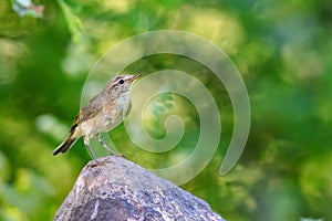 Willow warbler (Phylloscopus trochilus