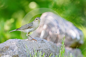 Willow warbler (Phylloscopus trochilus