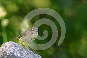 Willow warbler (Phylloscopus trochilus