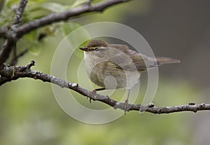 Willow warbler, Phylloscopus trochilus