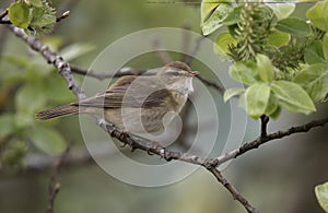 Willow warbler, Phylloscopus trochilus