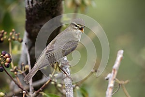 Willow warbler, Phylloscopus trochilus