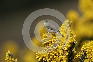 Willow warbler, Phylloscopus trochilus