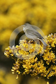 Willow warbler, Phylloscopus trochilus