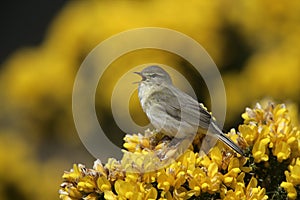 Willow warbler, Phylloscopus trochilus