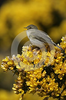 Willow warbler, Phylloscopus trochilus