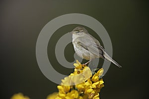 Willow warbler, Phylloscopus trochilus