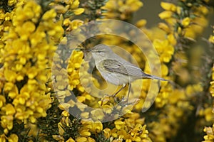 Willow warbler, Phylloscopus trochilus