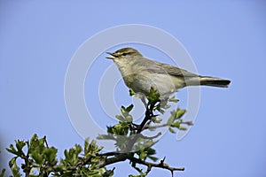 Willow warbler, Phylloscopus trochilus