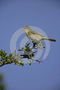 Willow warbler, Phylloscopus trochilus