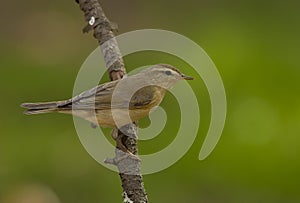 Willow warbler (Phylloscopus trochilus)